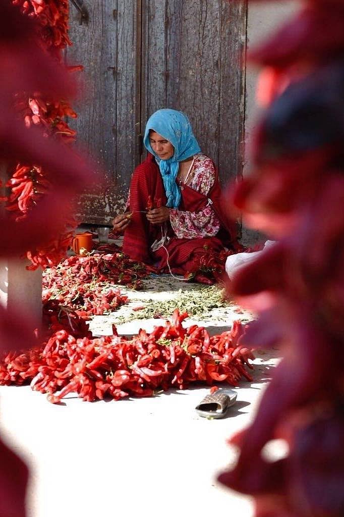 A Tunisian woman preparing hot red pepper to make Harissa