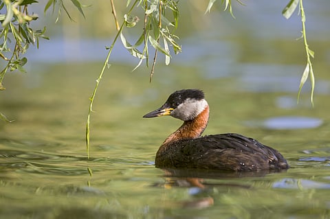 The red-necked grebe hail from Europe in Menar