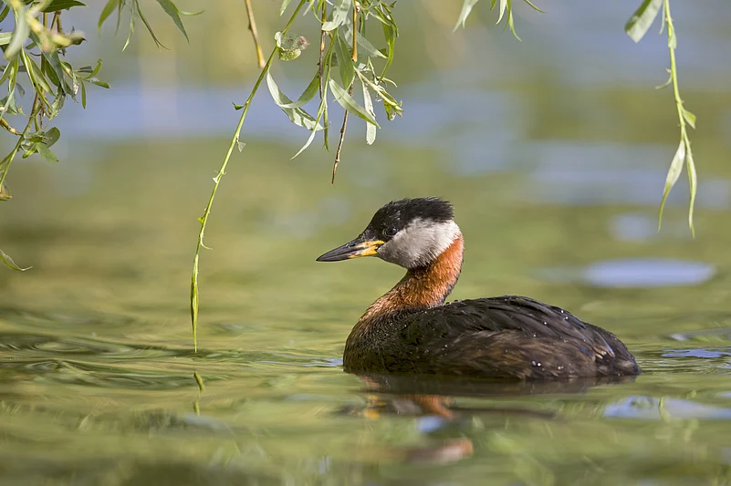 The red-necked grebe hail from Europe in Menar