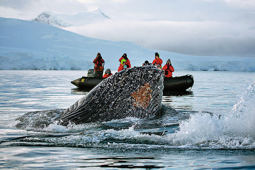 A humpback whale in Wilhemina Bay, Antarctica