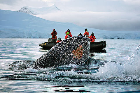 A humpback whale in Wilhemina Bay, Antarctica