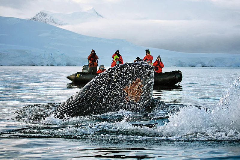 A humpback whale in Wilhemina Bay, Antarctica