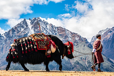 A man leading his yak to the Best Yak Competition at the Highland Festival.