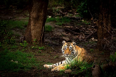 Shutterstock : Tiger at Sariska Tiger Reserve