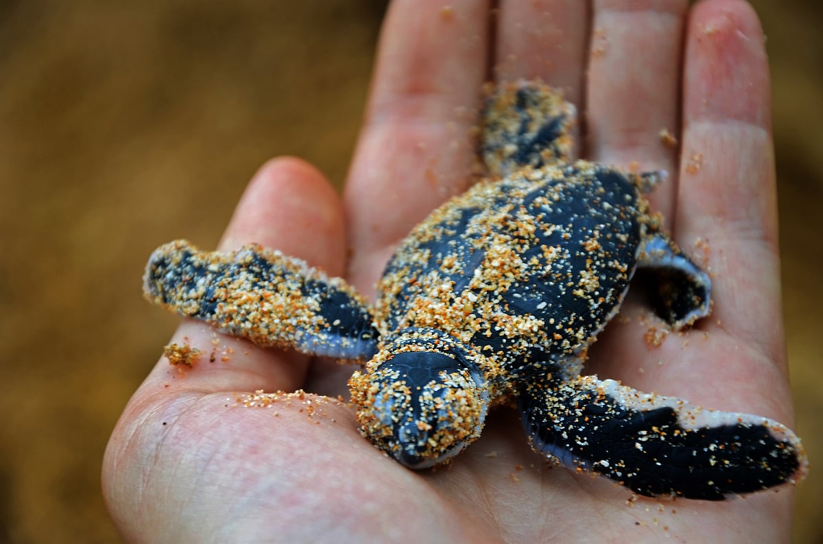  newborn turtle in the Sea Turtles Conservation Research Project in Bentota