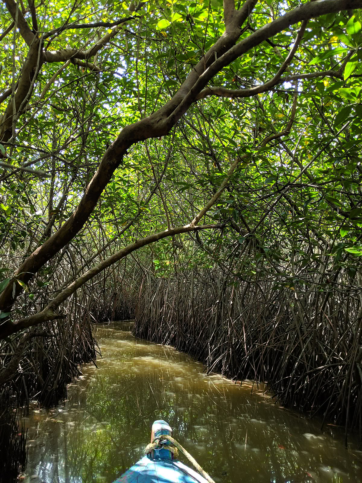 The mangrove forests of Pichavaram