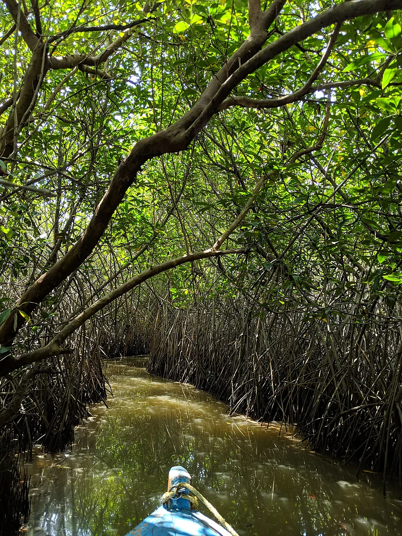 The mangrove forests of Pichavaram