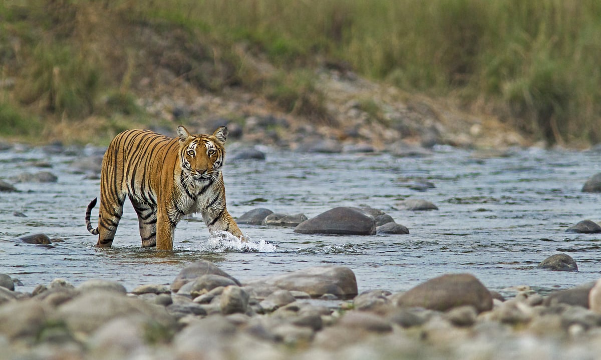 Bengal Tiger crossing the river in Jim Corbett