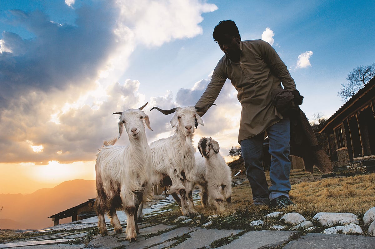 Star gaze, talk, or do nothing in the Goat Village