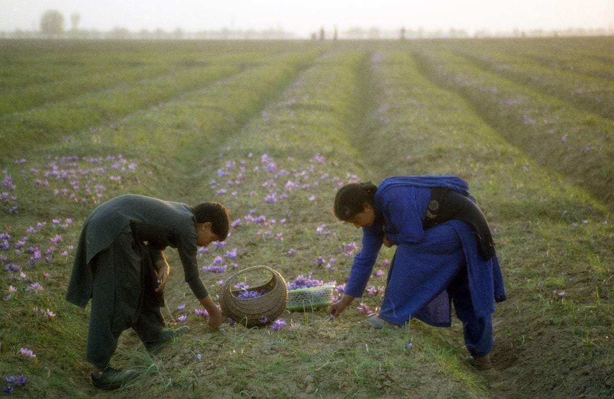 Saffron season in Kashmir is a blink and miss event