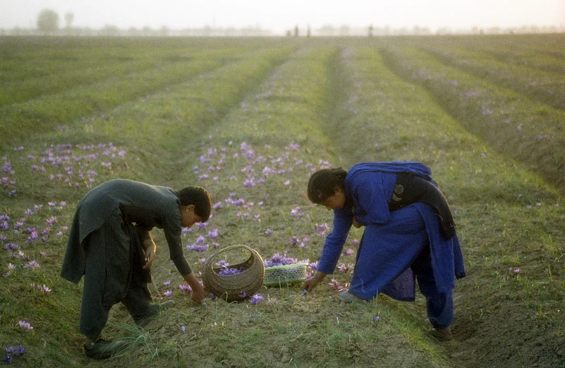 Saffron season in Kashmir is a blink and miss event