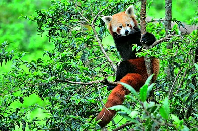 rohitnair.photos/Shutterstock : Red pandas are the state animal of Sikkim and can be spotted in the sanctuary