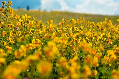 Shashank Dekate/Shutterstock : Kaas Plateau is a biodiversity hotspot