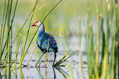 Purple moorhen wading through the shallow waters inside Nalsarovar Bird Sanctuary
