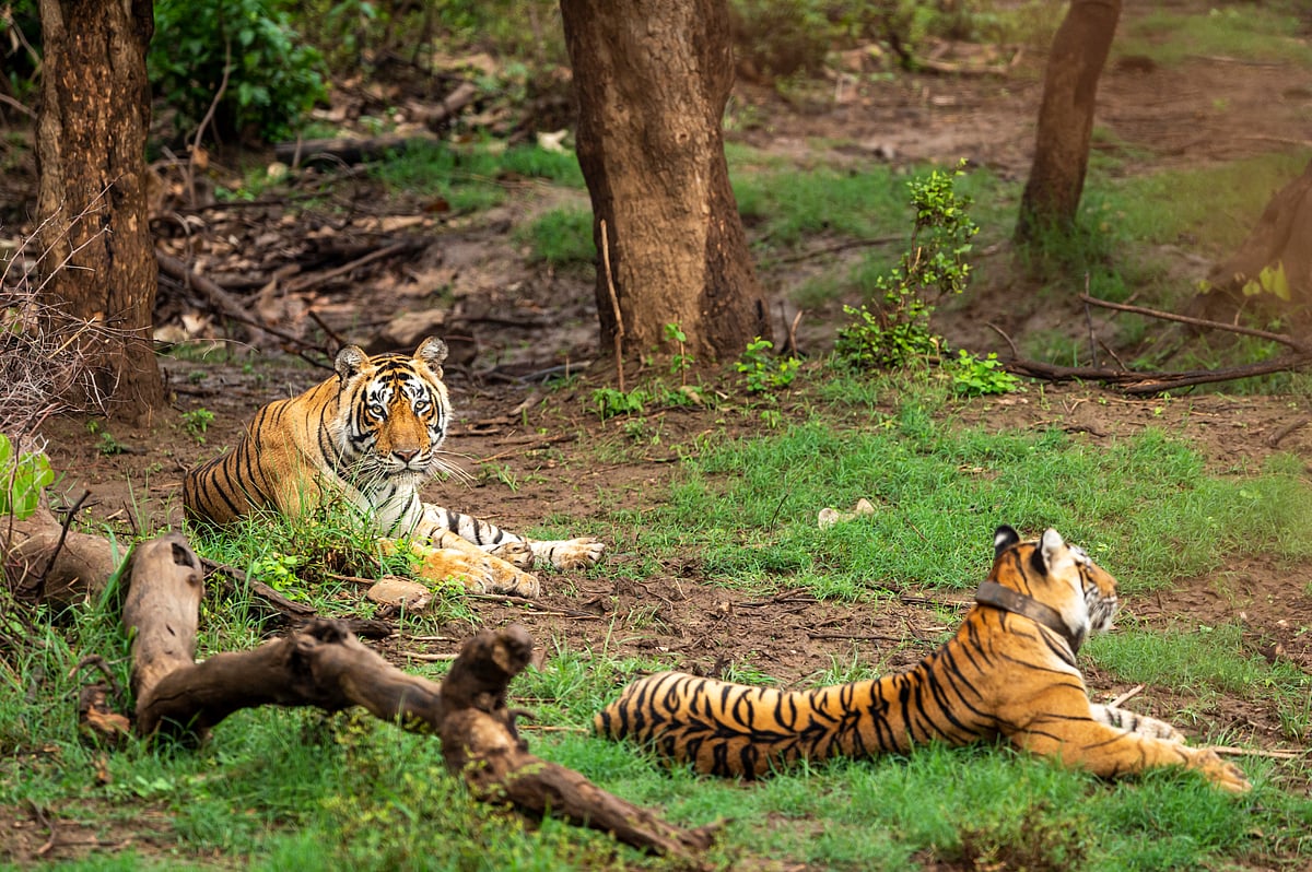 Tigers at Sariska