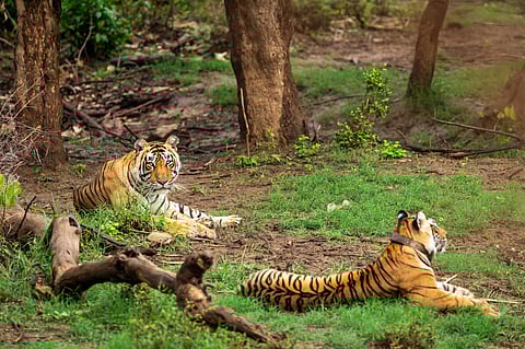 Tigers at Sariska