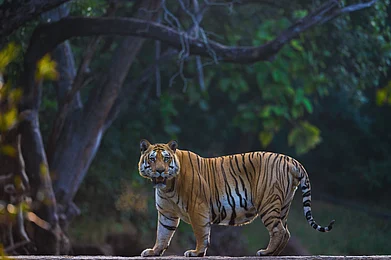 Sagar Gosavi : A tiger on the prowl