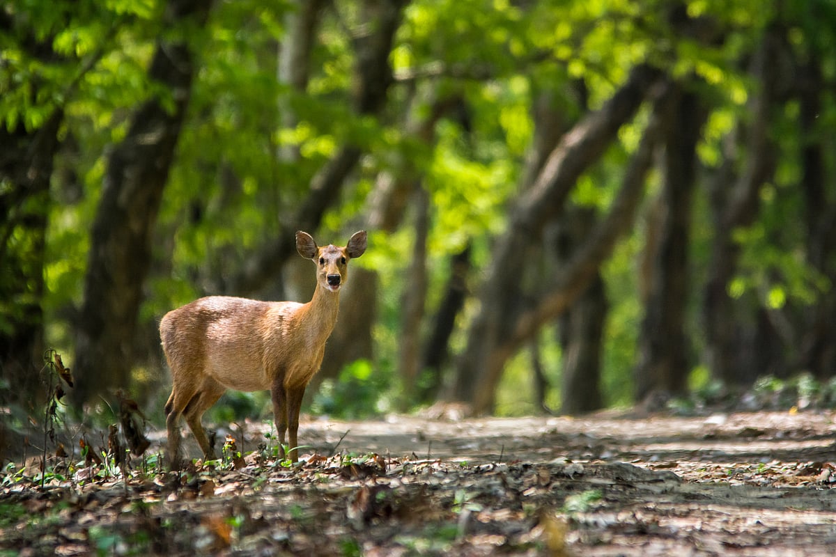 An Indian hog deer