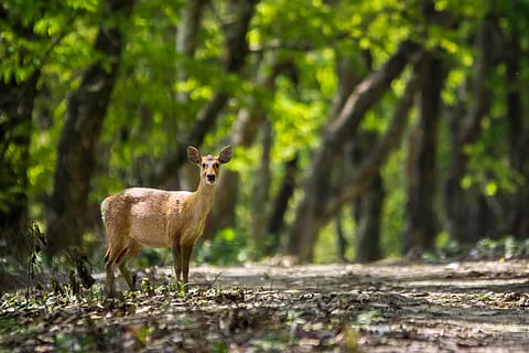 An Indian hog deer