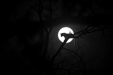 A leopard with a full moon rising behind it