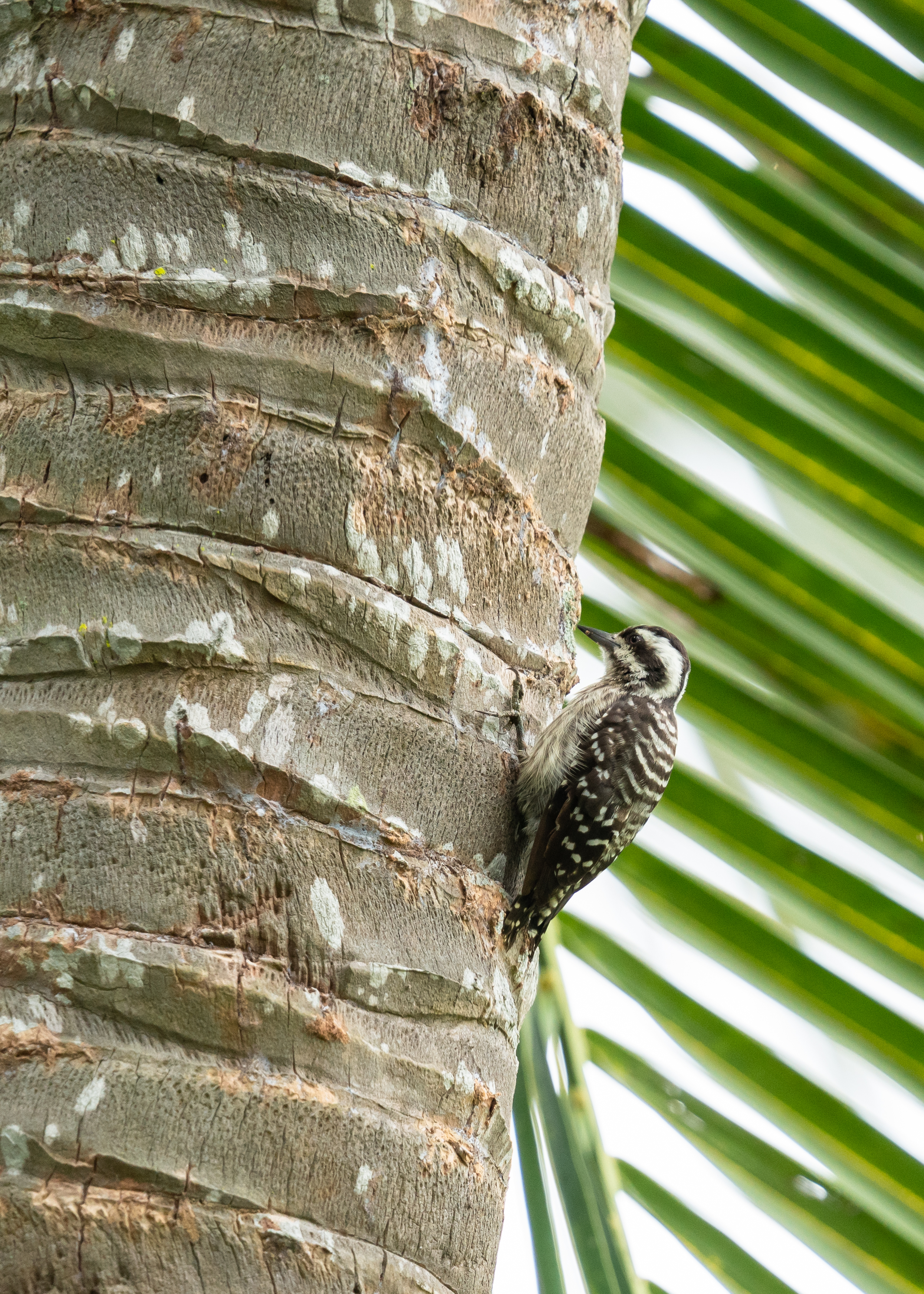 A brown-capped pygmy woodpecker