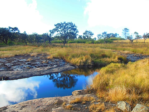 Phawngpui National Park houses rare orchids