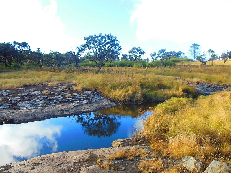 Phawngpui National Park houses rare orchids