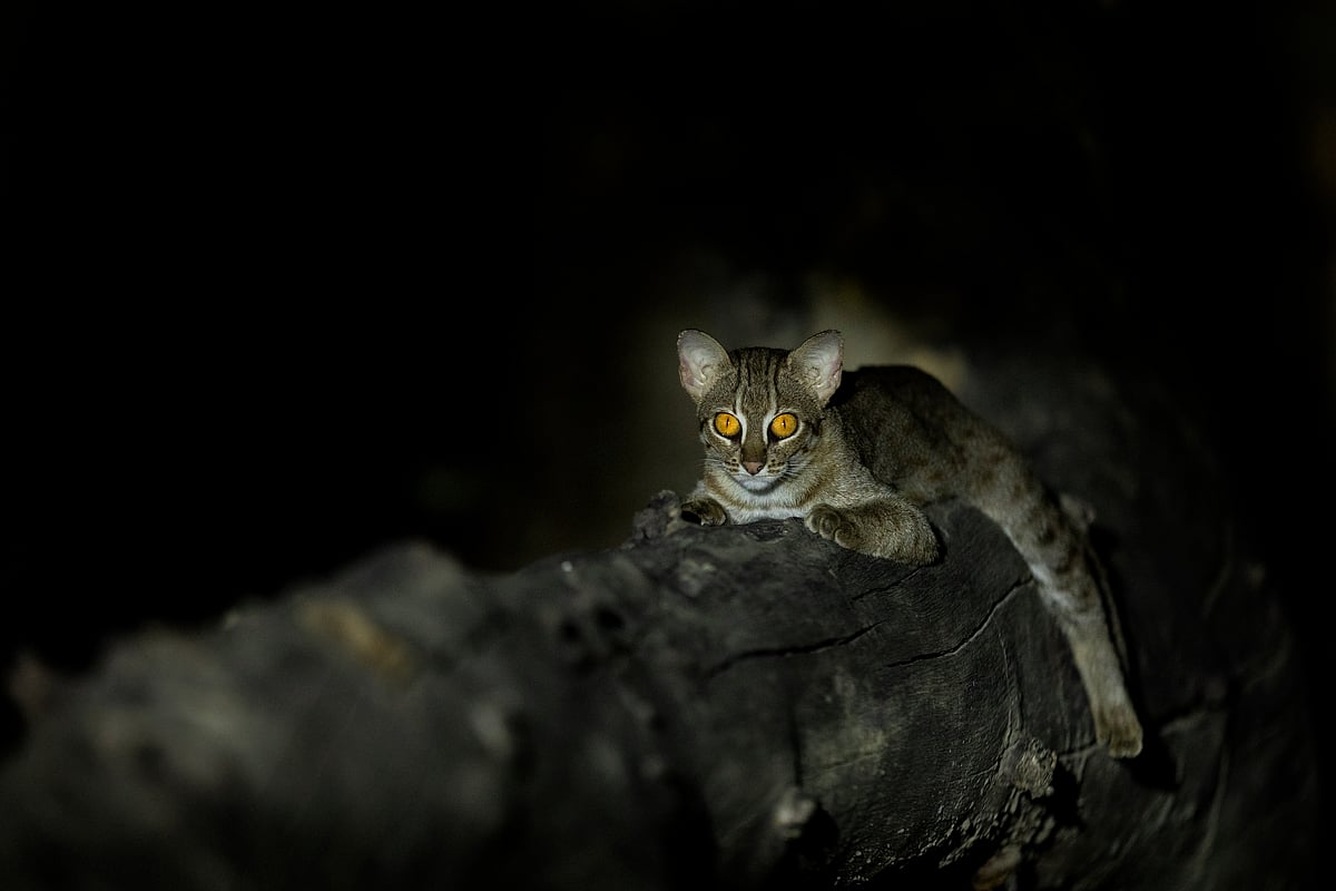 Lisa, the rusty spotted cat
