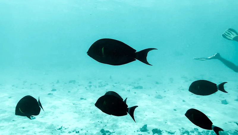 Snorkelling to see what likes beneath the blue waters
