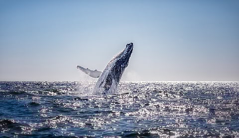 A whale showing its antics in Byron Bay