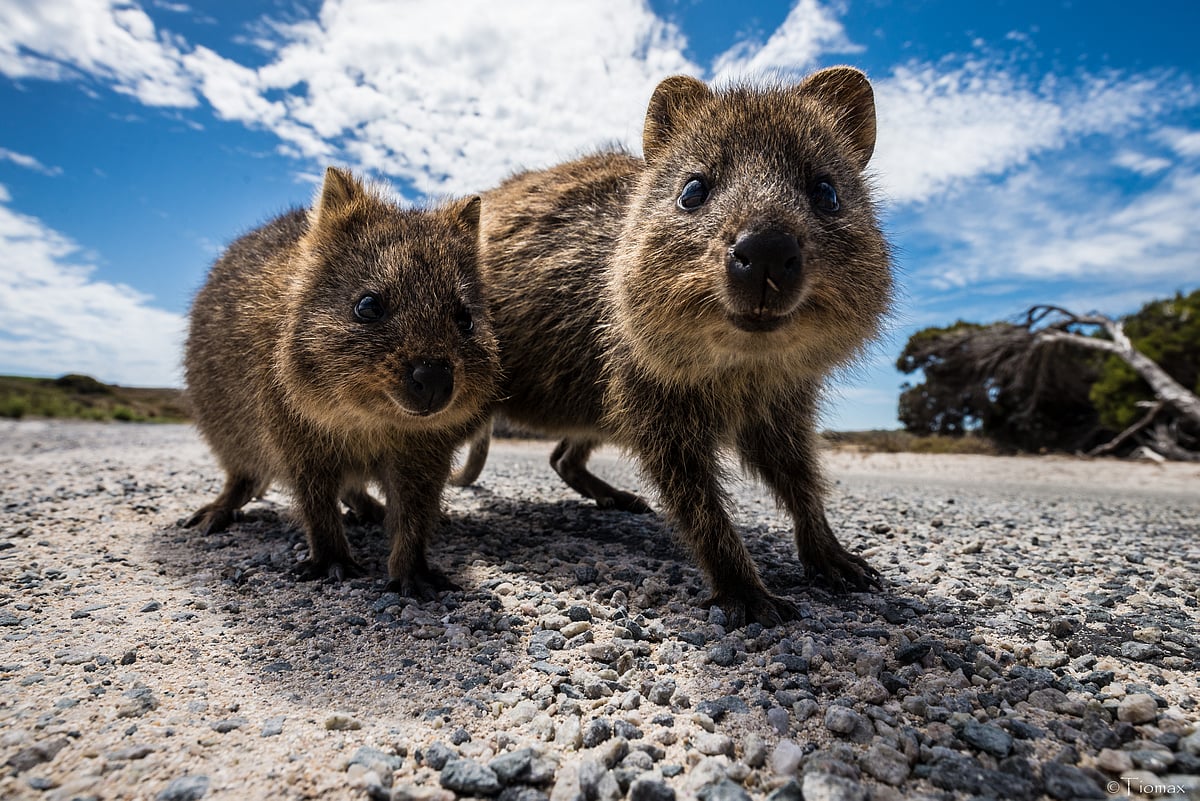 Meet the adorable Quokkas