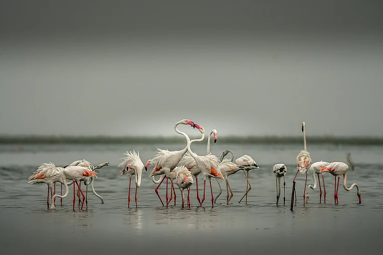 You can spot greater flamingos in Menar - NileshShah/Shutterstock