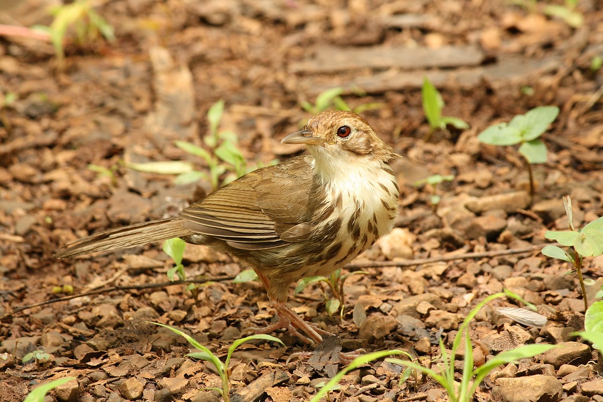 Puff-throated Babbler