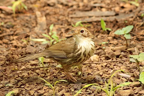 Puff-throated Babbler