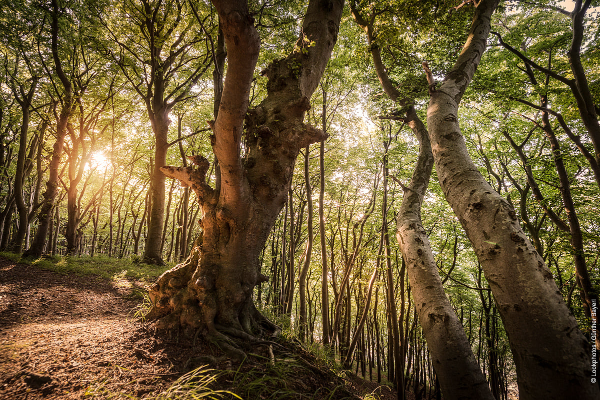 The Ancient Beech Forests of Germany