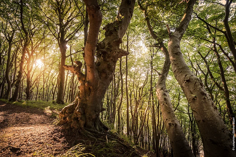 The Ancient Beech Forests of Germany