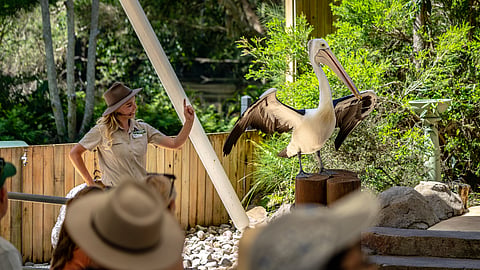 Currumbin Wildlife Sanctuary