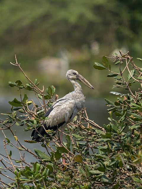 The migratory Asian openbill stork