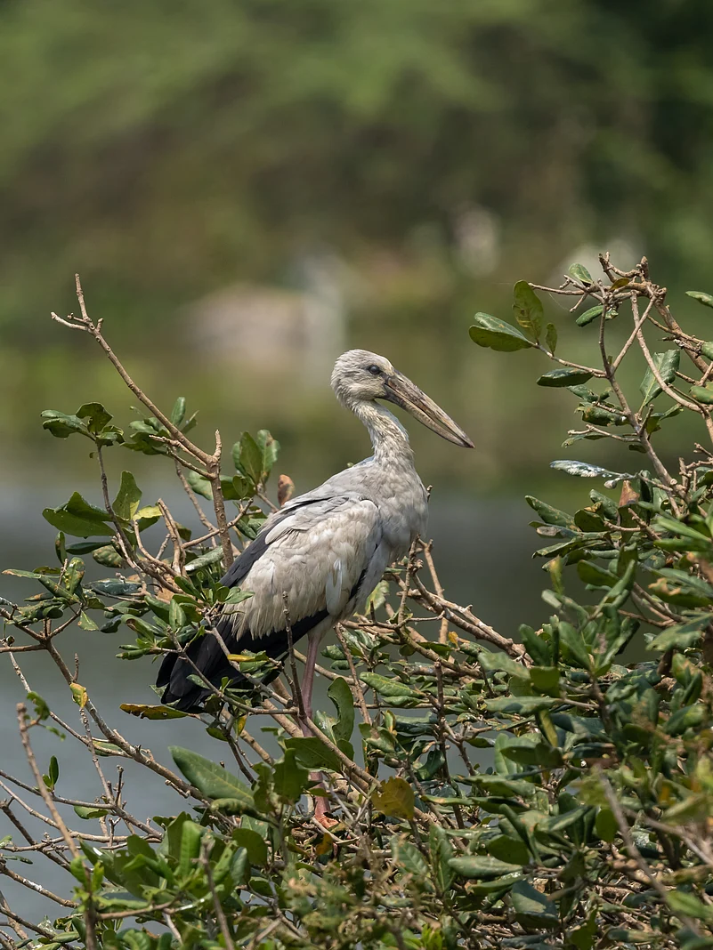 The migratory Asian openbill stork