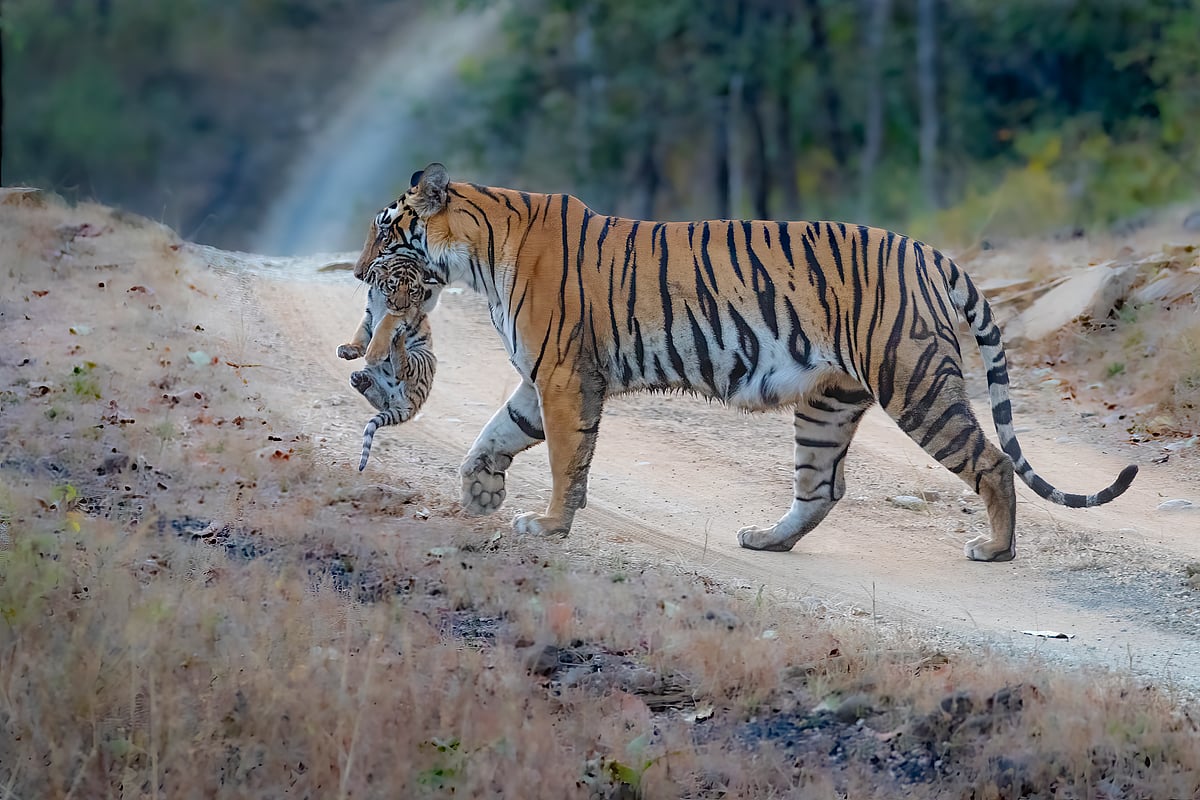 When a tigress has cubs this size, shes extremely careful about taking them out