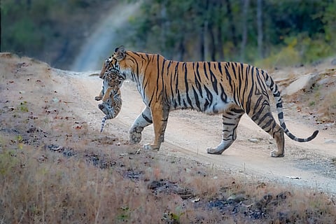 When a tigress has cubs this size, she's extremely careful about taking them out