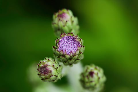 Blue Sonki, Adenoon indicum, found in Kaas plateau, Satara