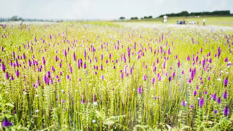 Flowers of Kaas Plateau, a world heritage site in Satara, Maharashtra