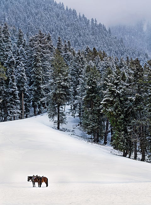 Against a backdrop of snow-laden pine trees, a pair of horses stand. —Pahalgam, Kashmir