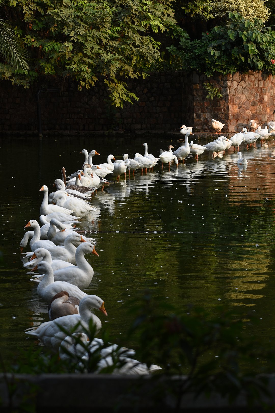 Ducks at Lodhi Gardens