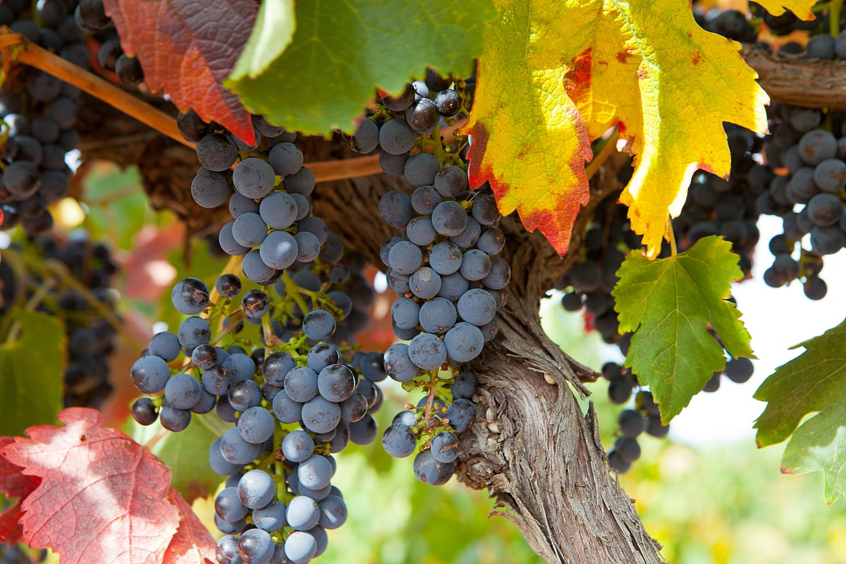 Enjoy the beautiful vineyards at Grover Zampa