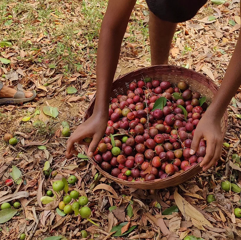 BuDa Folklore wild edible foods and seasonal harvests