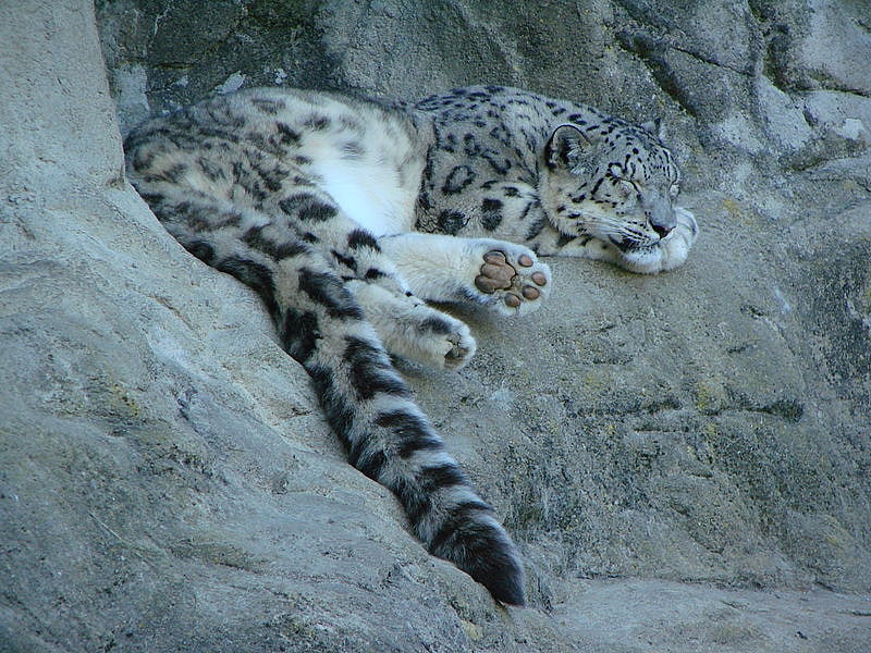 A Snow Leopard resting in the mountains