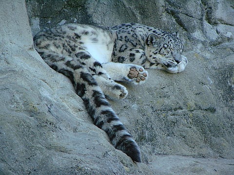 A Snow Leopard resting in the mountains