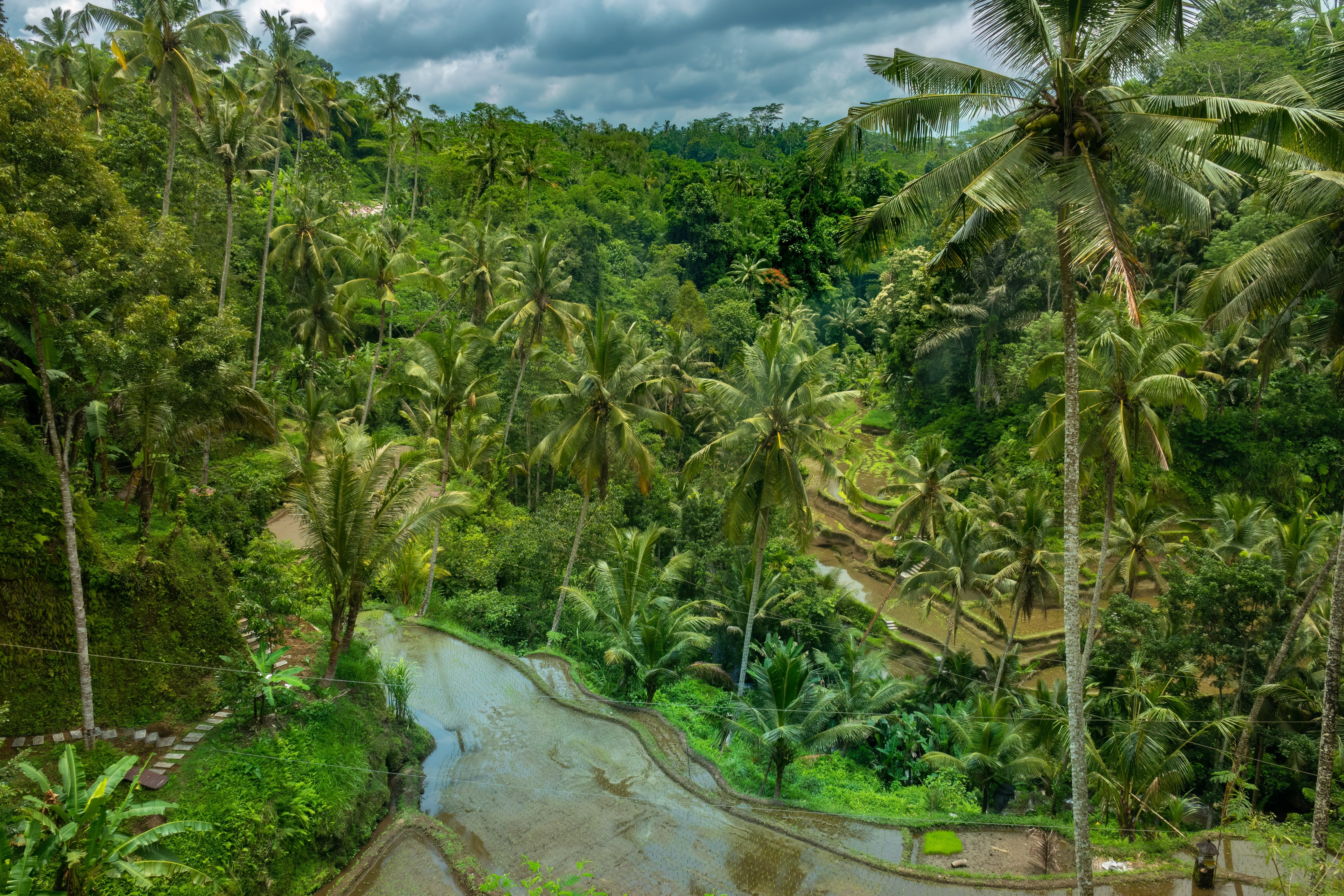 Rice paddies of the Gunung Kawi Temple 